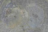 Fossil Cockroach (Syscioblatta) Wing & Bivalves - Kinney Quarry, NM #80418-2